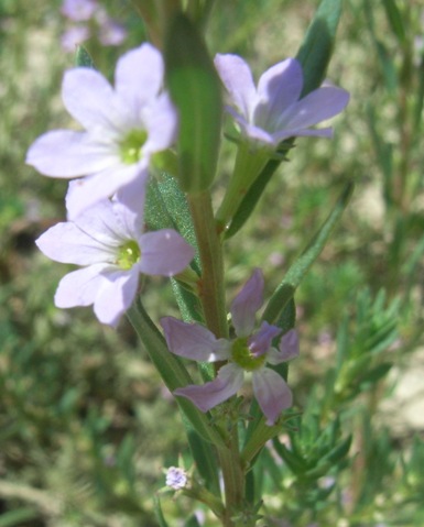 Lythrum hyssopifolia / Salcerella con foglie d'' Issopo